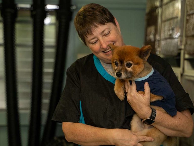 Pet Grooming in Hilo Hawaii Su Lin Kennels Full service dog and cat grooming let us take